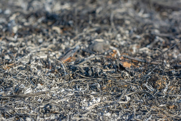 Burnt grass in the park for fertilizing the soil and growing new grass in the summer.
