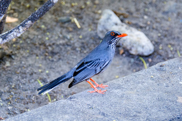small bird with orange legs, sitting