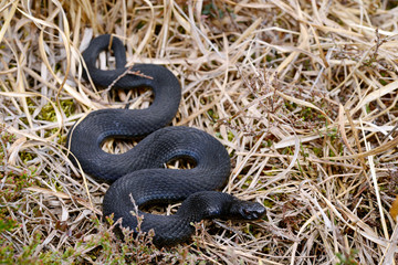 black Common adder / schwarze Kreuzotter (Vipera berus)