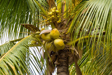 Fototapeta premium palm tree with unripe coconuts