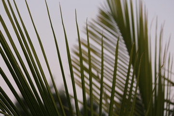 Green  Palm Leaves