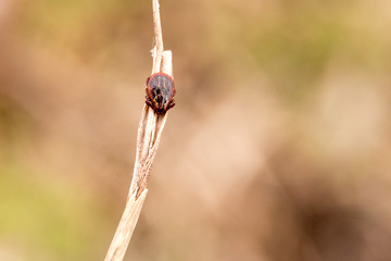 Dangerous parasites on the stick