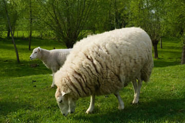 A sheep eating grass with a lamb in the background