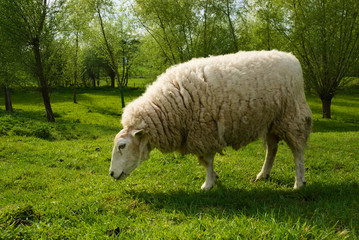 A sheep in the field eating grass and enjoying some sun