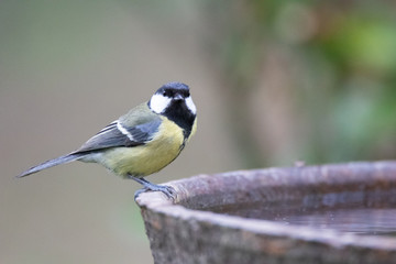 mésange charbonnière