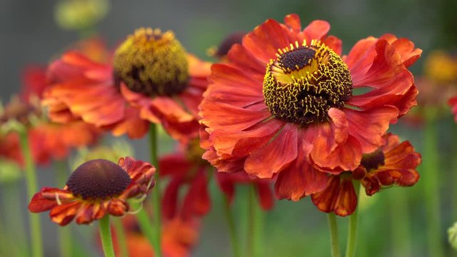 Helens Flower (Helenium), flowers of summertime