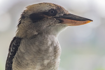 Laughing Kookaburra