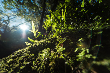 Native Bush, Fiordland National Park, New Zealand
原生林, フィヨルドランド国立公園,...
