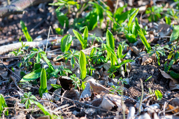 Wild garlic (Allium ursinum) known as ramsons, buckrams, wild garlic, broad-leaved garlic, wood garlic, bear leek in spring forest. Wild plant in its natural environment near Alexandrova, Adamov.