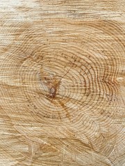 Naklejka premium Holzquerschnitt