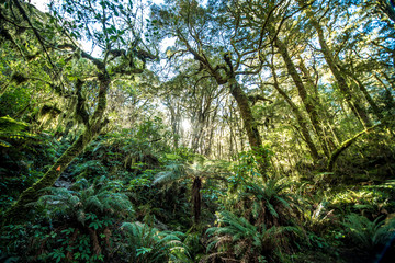 Fototapeta premium Native Bush, Fiordland National Park, New Zealand 原生林, フィヨルドランド国立公園, ニュージーランド