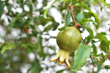 Green pomegranate fruit hanging on a tree branch in the garden