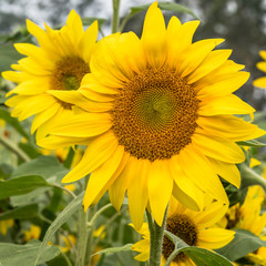 Naklejka premium Sunflowers ready to harvest
