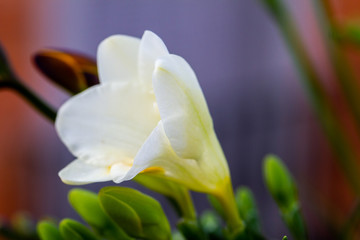 Freesia flowering plants in spring natural light