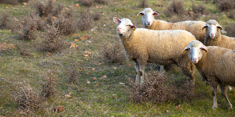 Curious sheep gaze. On the grass in the farm. Close up.