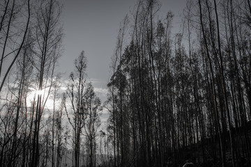 Fototapeta na wymiar Dark florest