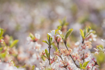 Pink hairy cherry flowers blooming outdoors,Cerasus tomentosa 