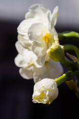 Freesia flowering plants in spring natural light