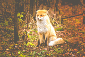 Red Fox - Vulpes vulpes, close-up portrait with bokeh of pine trees in the background. Making eye contact.