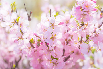 Pink hairy cherry flowers blooming outdoors,Cerasus tomentosa 