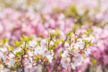 Pink hairy cherry flowers blooming outdoors,Cerasus tomentosa 