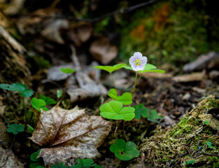 Beautiful tiny blossom of Wood sorrel, Oxalis acetosella, growing on a woodland in the spring, closeup with copy space