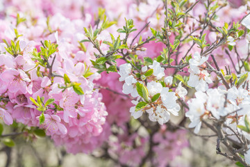 Pink hairy cherry flowers blooming outdoors,Cerasus tomentosa 