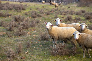 Obraz premium Curious sheep gaze. On the grass in the farm. Close up.