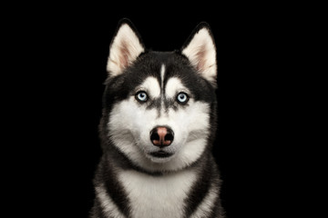 Portrait of Siberian Husky Dog with Blue eyes Gazing on Isolated Black Background