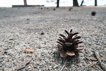 海岸の遊歩道に置かれた松ぼっくり