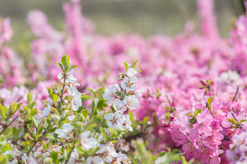 Pink hairy cherry flowers blooming outdoors,Cerasus tomentosa 