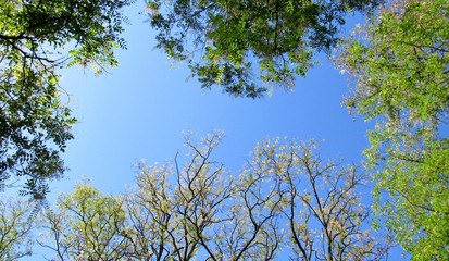 flowering acacia trees (Robinia pseudoacacia) in sunny spring day. branches with leaves and flowers on blue sky background 