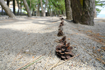 一列に並んだ松ぼっくり