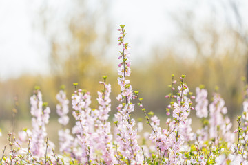 Pink hairy cherry flowers blooming outdoors,Cerasus tomentosa 