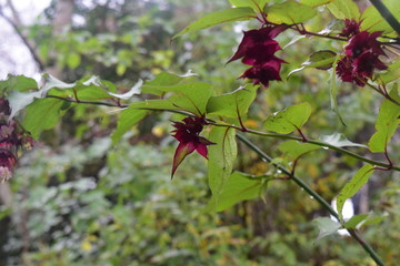 Obraz premium Wonderful wild flowers in Europe