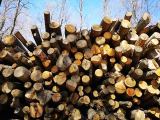 frisch geschnittene Baumstämme Holz Sägewerk Rodung