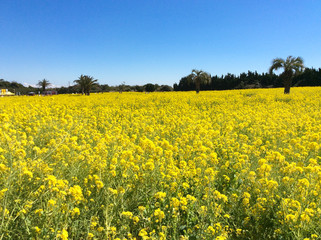 Obraz premium Rape field in Atsumi Peninsula 
