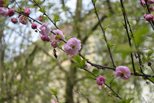 Frohe Zeiten - Mandelbl&uuml;ten