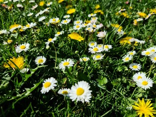 Fototapeta premium field of daisies