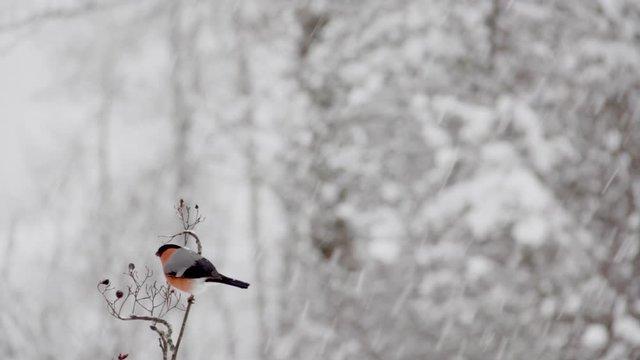 A bullfinch perched on a small branch eating red fruits in a snowy landscape