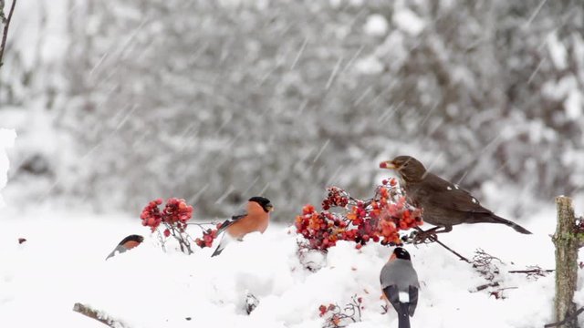 Three bullfinches and a blackbird eat red fruits in a completely snowy landscape.