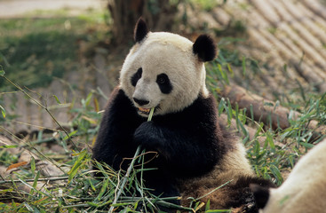 Fototapeta premium PANDA-CHENGDU