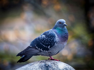 Pigeon on the stone