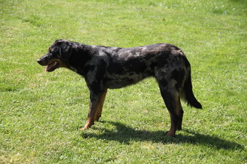Fototapeta premium Sheepdogs domestic garden puppy playing together