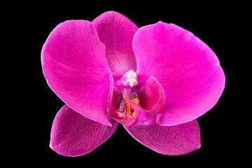 Fototapeta premium Extreme close up of violet phalaenopsis or Moth orchid from isolated on black