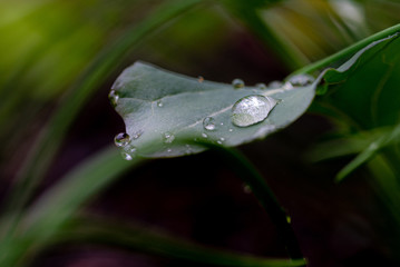 Regentropfen auf einem Blatt