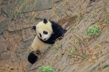 PANDA-CHENGDU