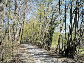 Wanderung Wald Frühling Mariatrost Graz