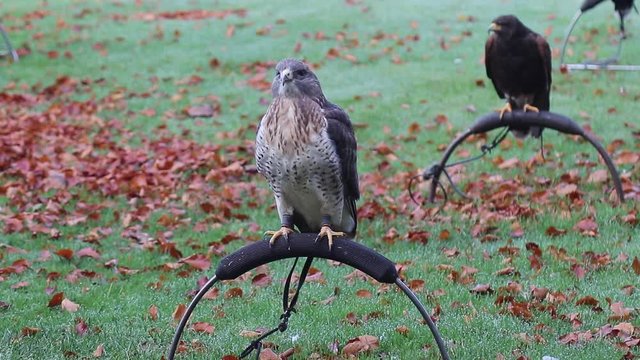 falconeria, falchi si riposano 