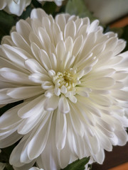 Close-up of a white chrysanthemum flower with thin blossoming petals